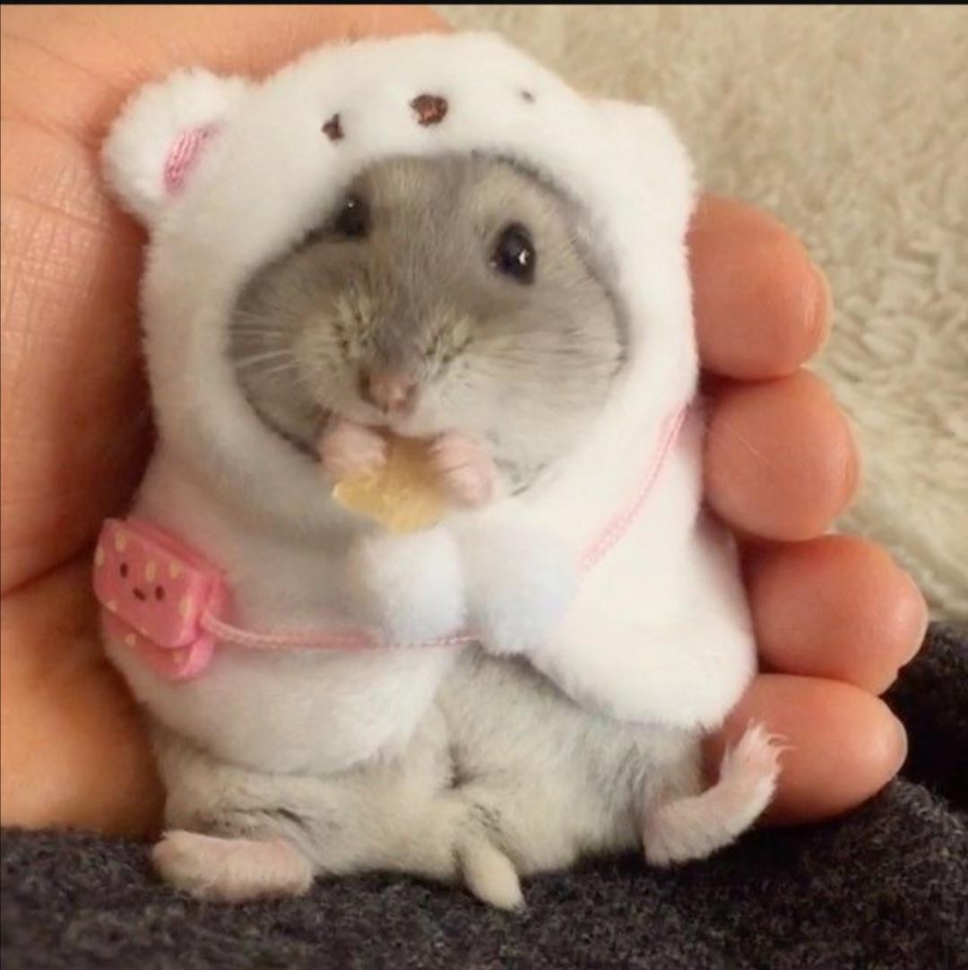 hamster sister