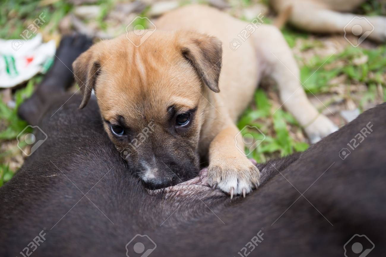 sucking dog