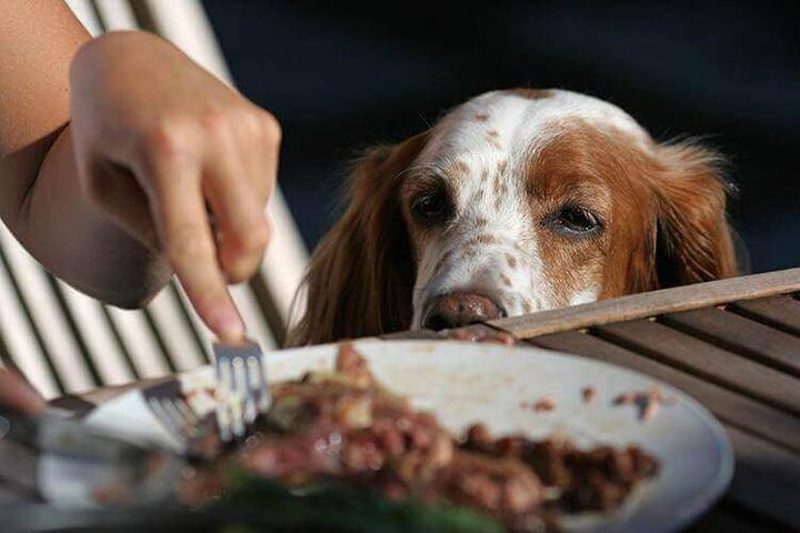 pet friendly restaurants near me