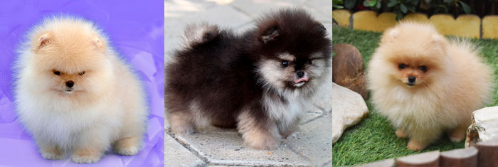 comprar pomerania madrid