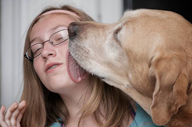 dogs licking teens