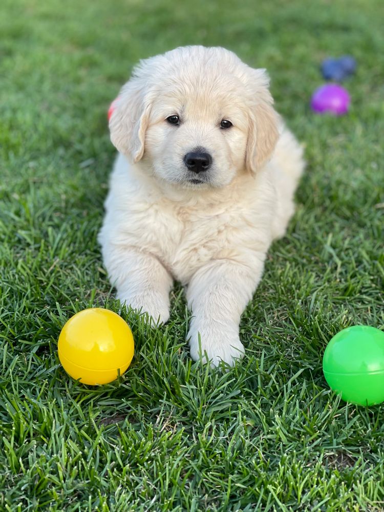 golden retriever puppies for sale near me