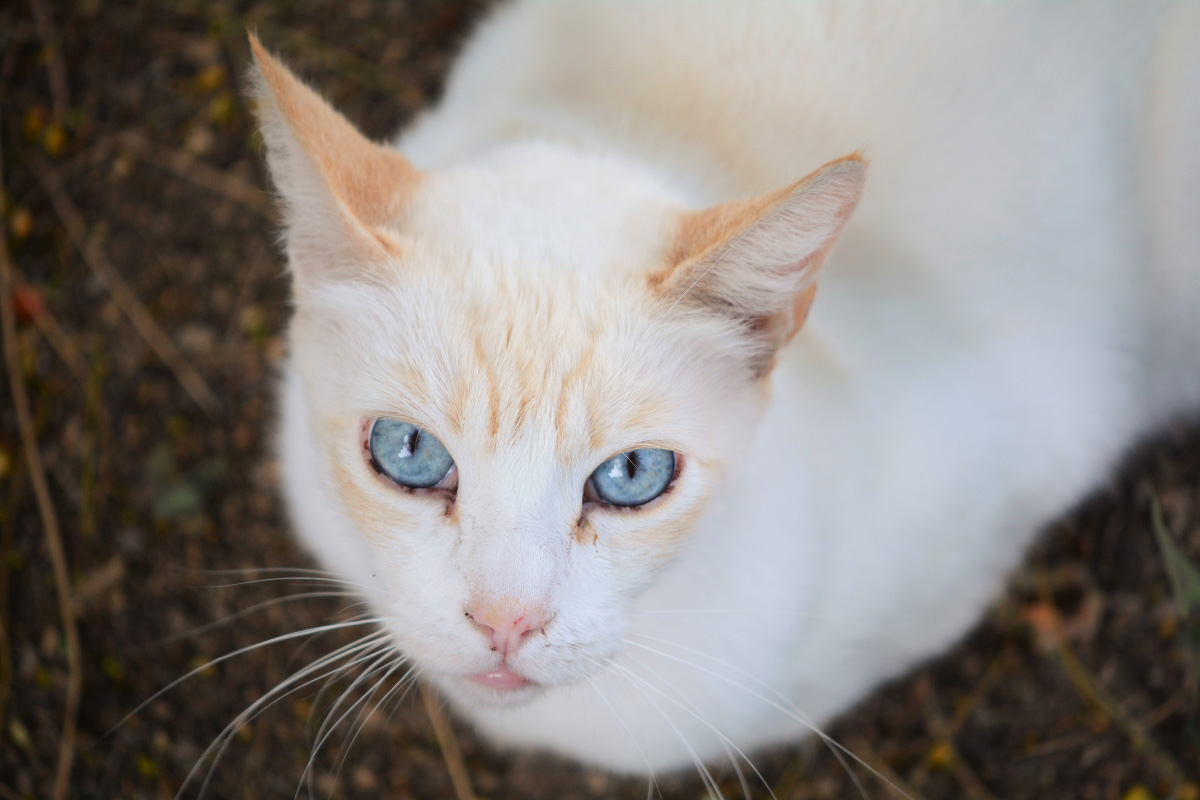 flame point siamese cat price