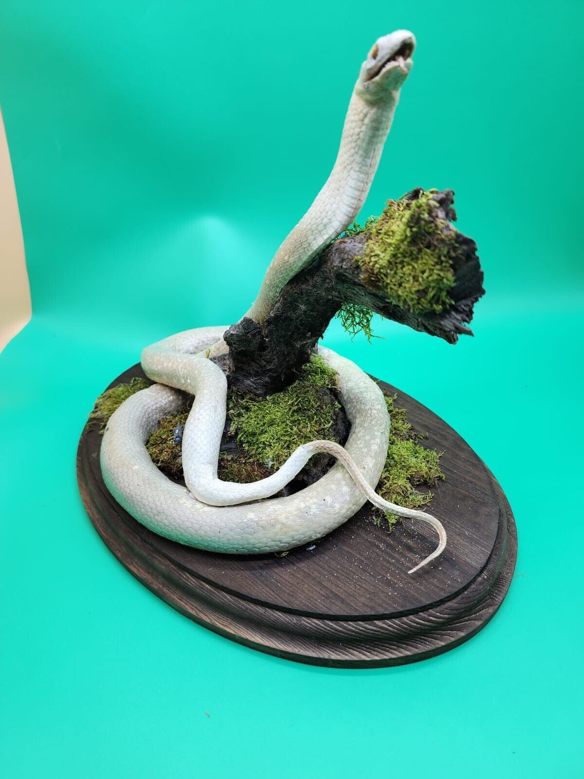 taxidermy snake