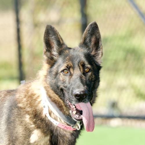 german shepherd rescue nsw australia