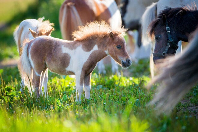 pics of cute horses