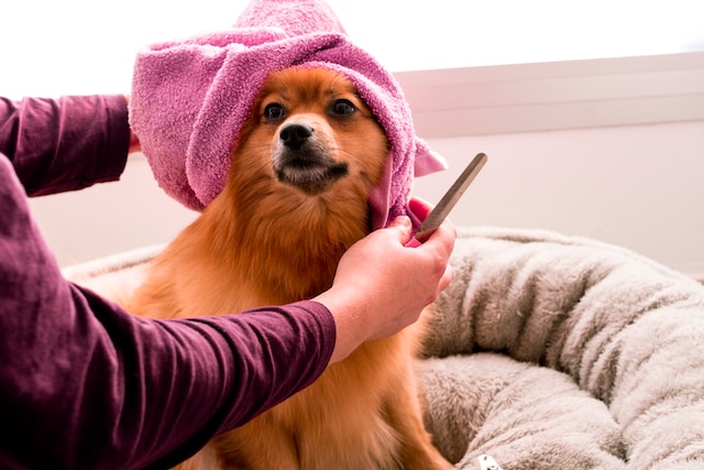 dog grooming jobs near me