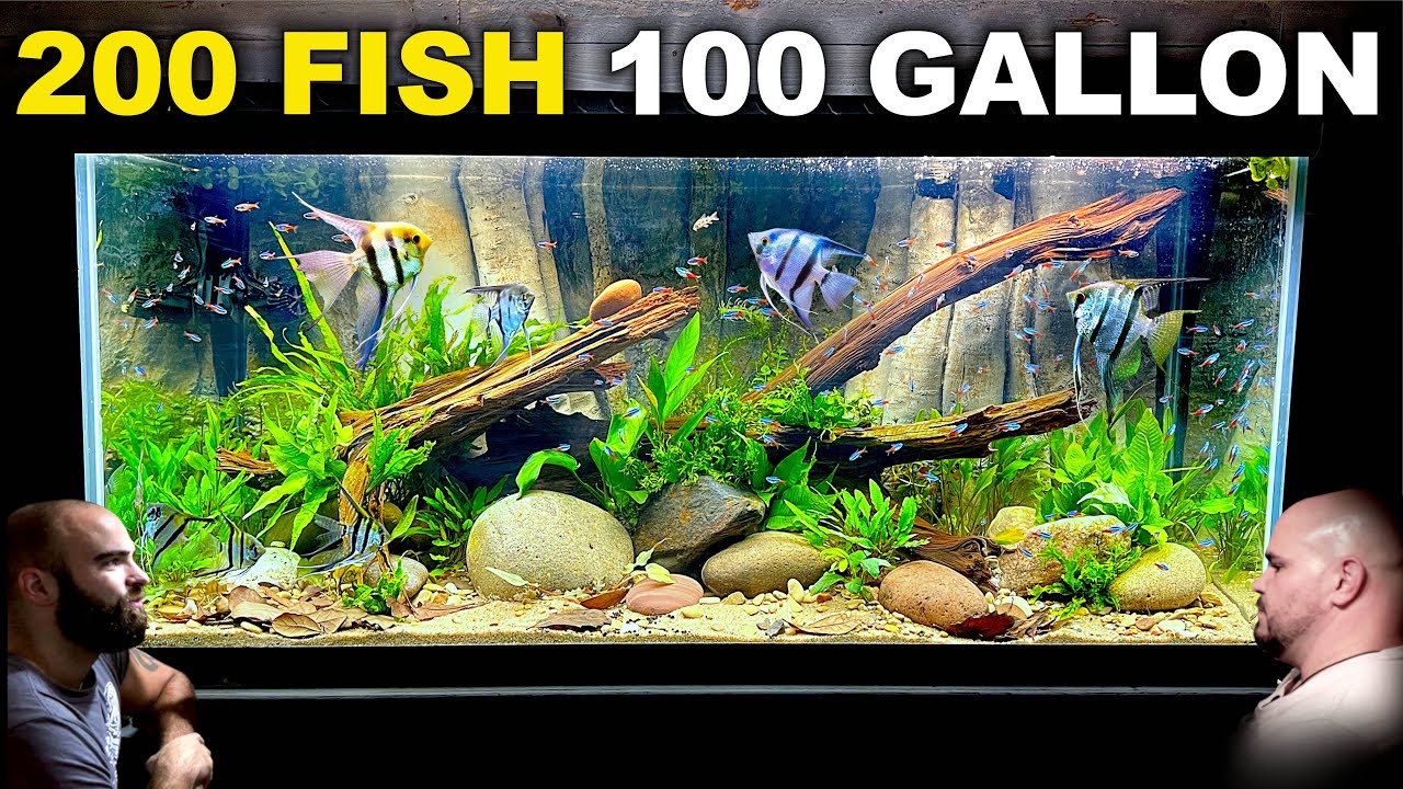 100 gallon fish tank