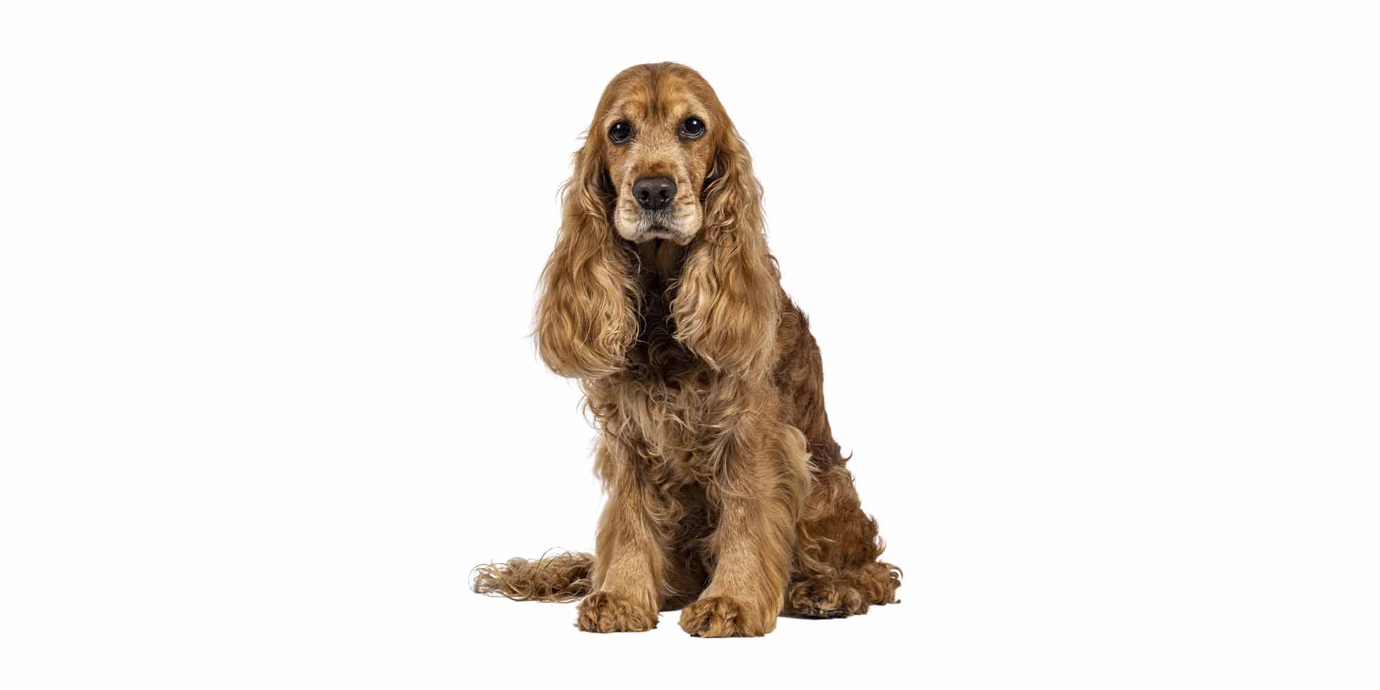 types of spaniel dog breeds