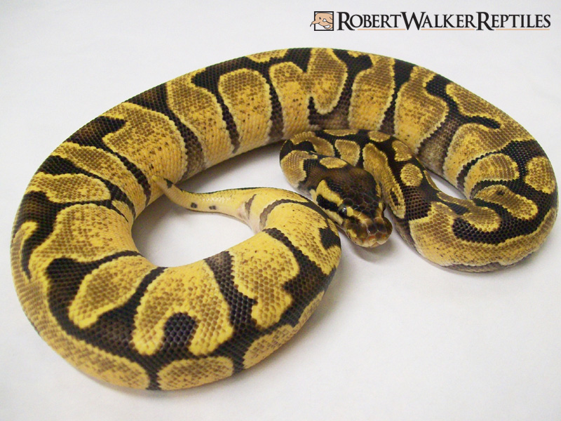 enchi royal python