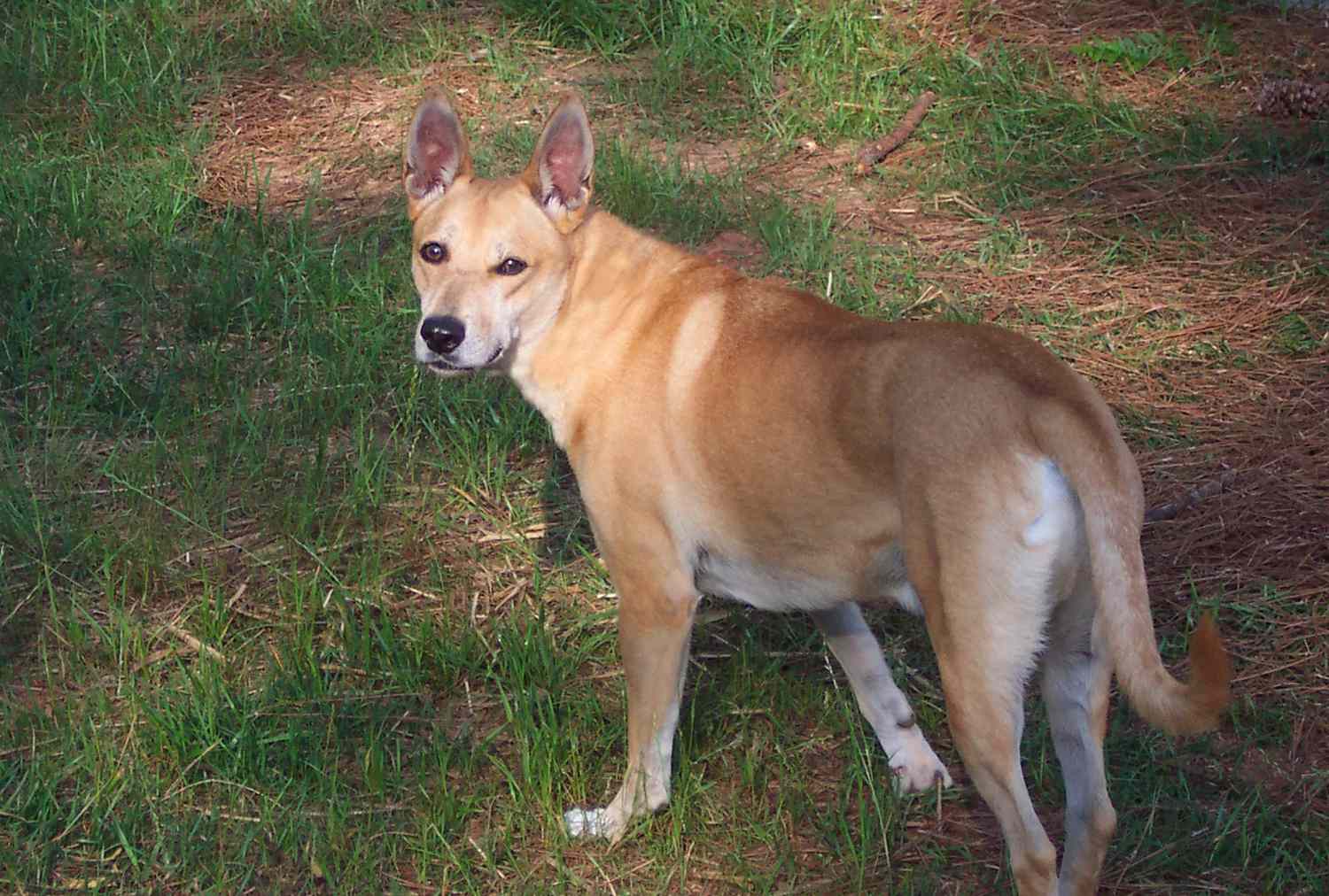 american dingo breeder