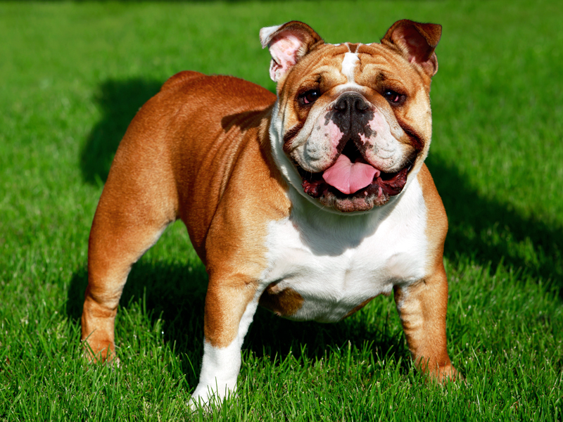 english bulldogs for sale