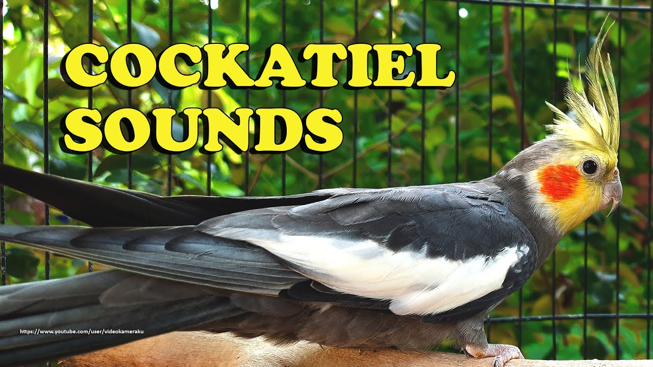 cockatiel sounds