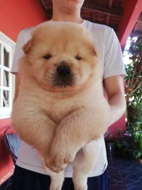 chow chow baratos