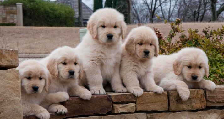 golden retriever for sale texas