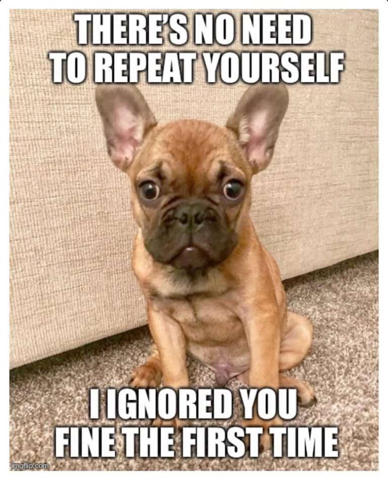 french bulldog meme