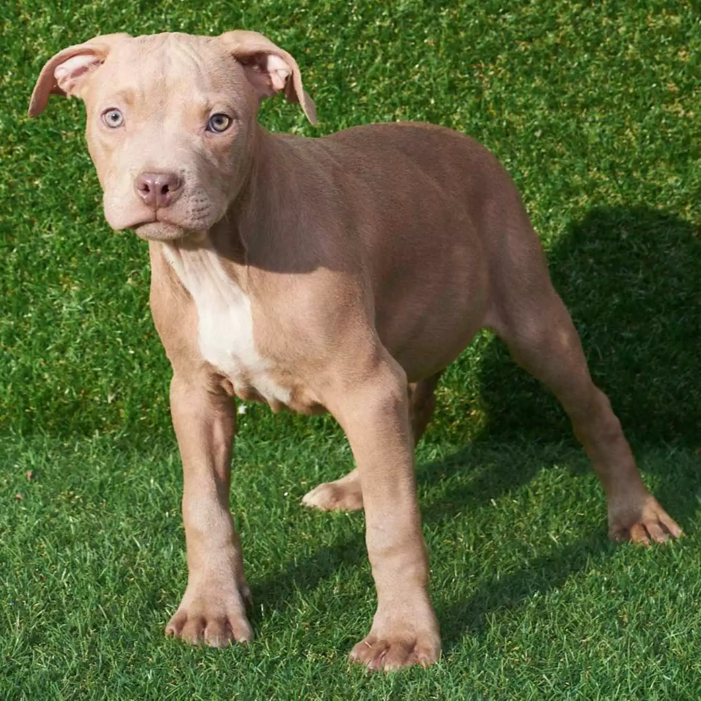 red nose pitbull price