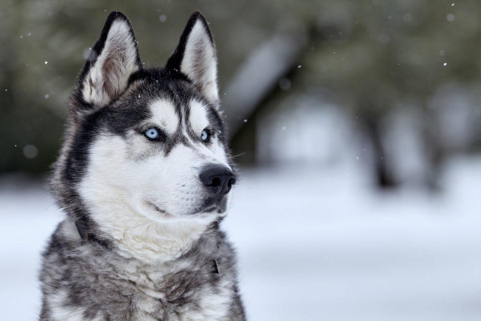 husky siberiano precio