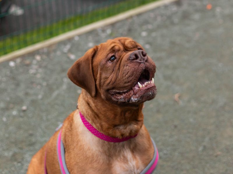 dogue de bordeaux rescue uk