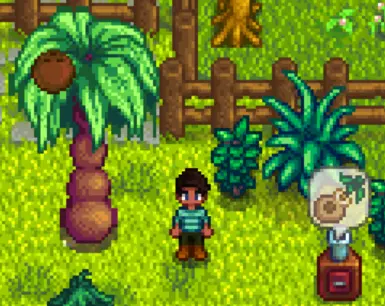 coconut stardew