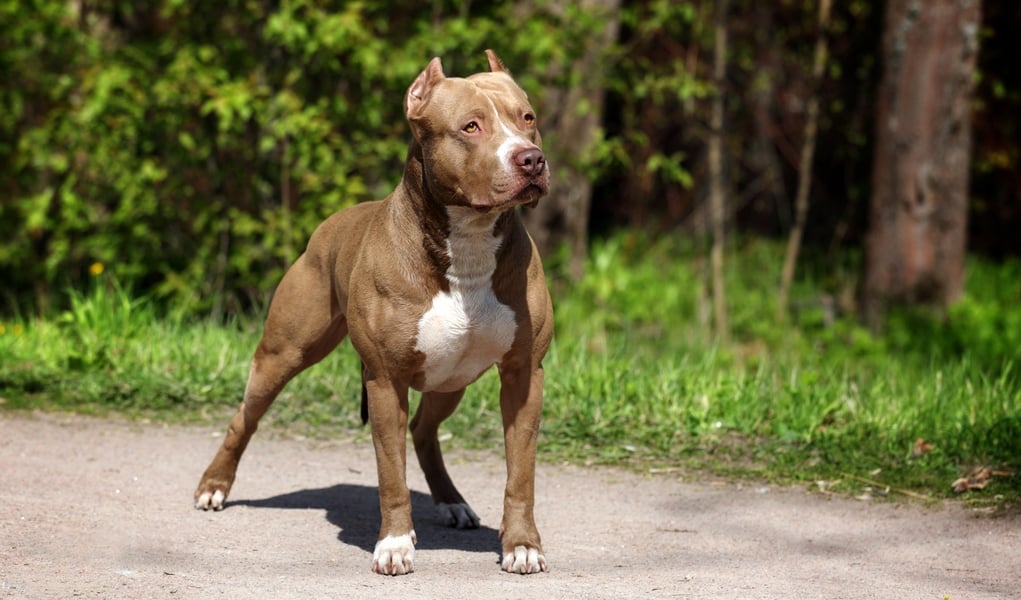 pit bull terrier muscular