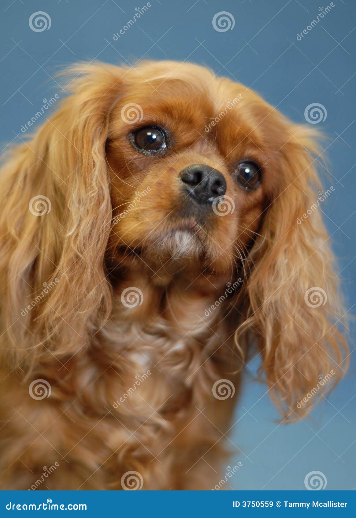 ruby king charles spaniel