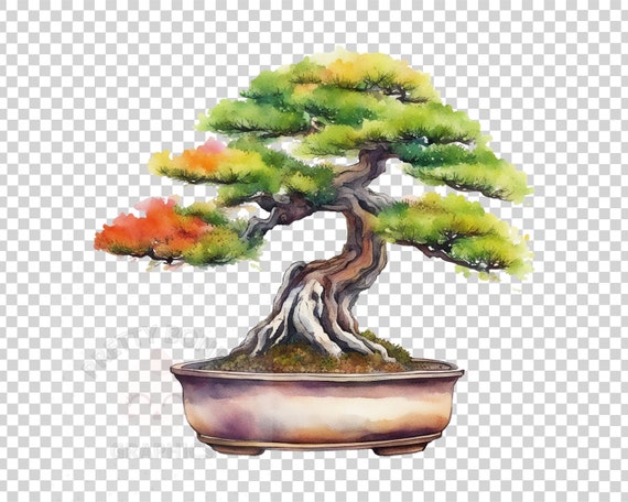 bonsai clipart