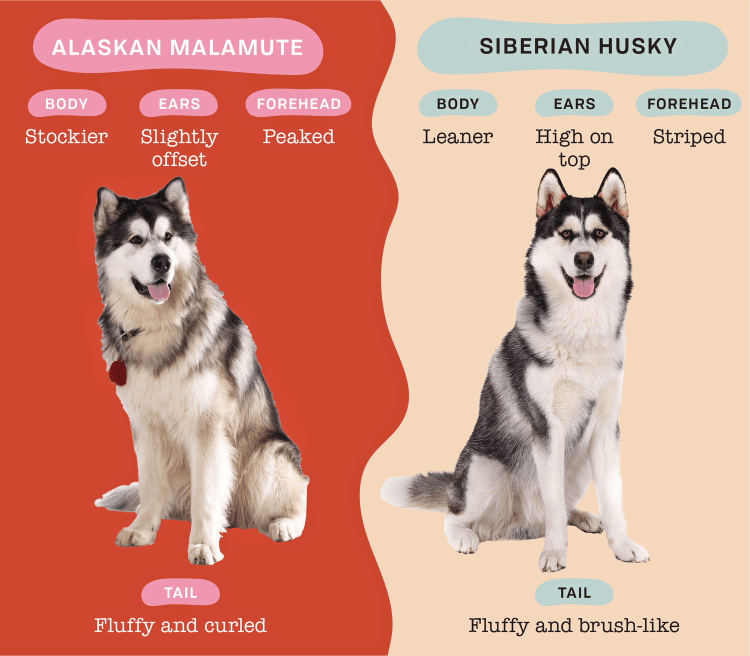 alaskan husky vs alaskan malamute