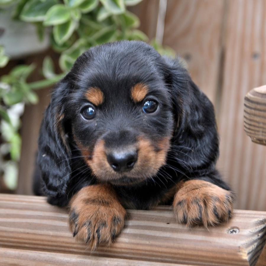 long haired dachshund for sale