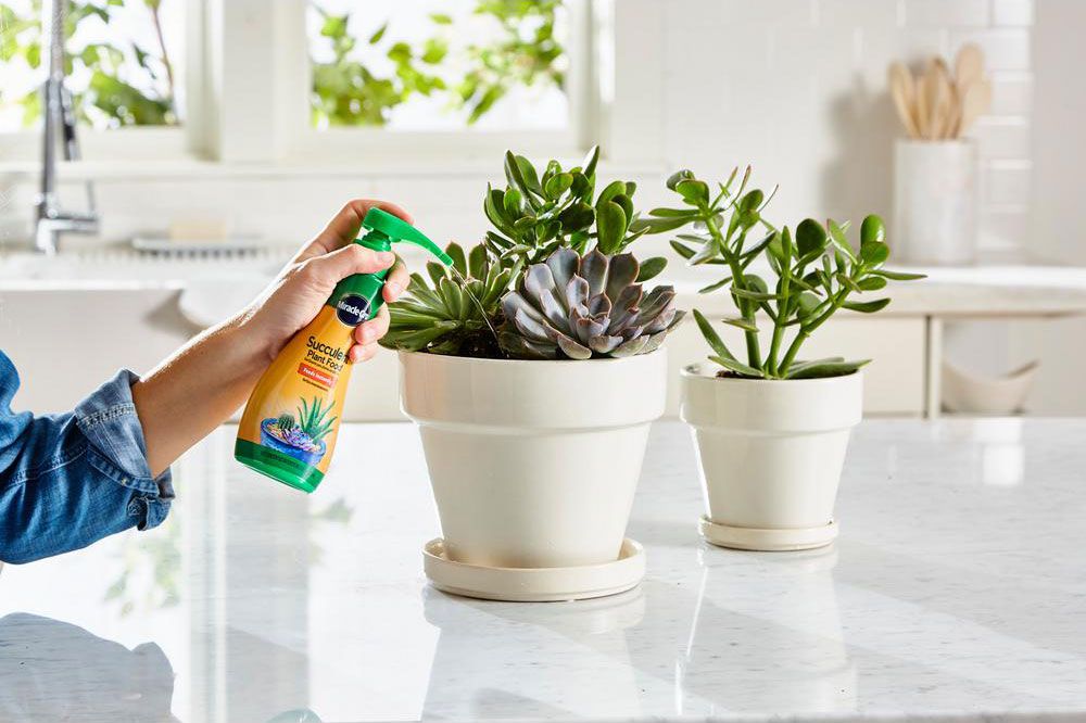 best liquid fertilizer for indoor plants