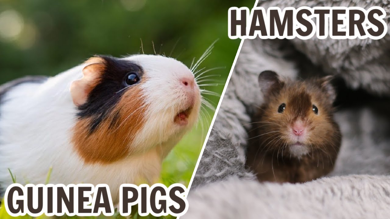 hamster and guinea pig difference