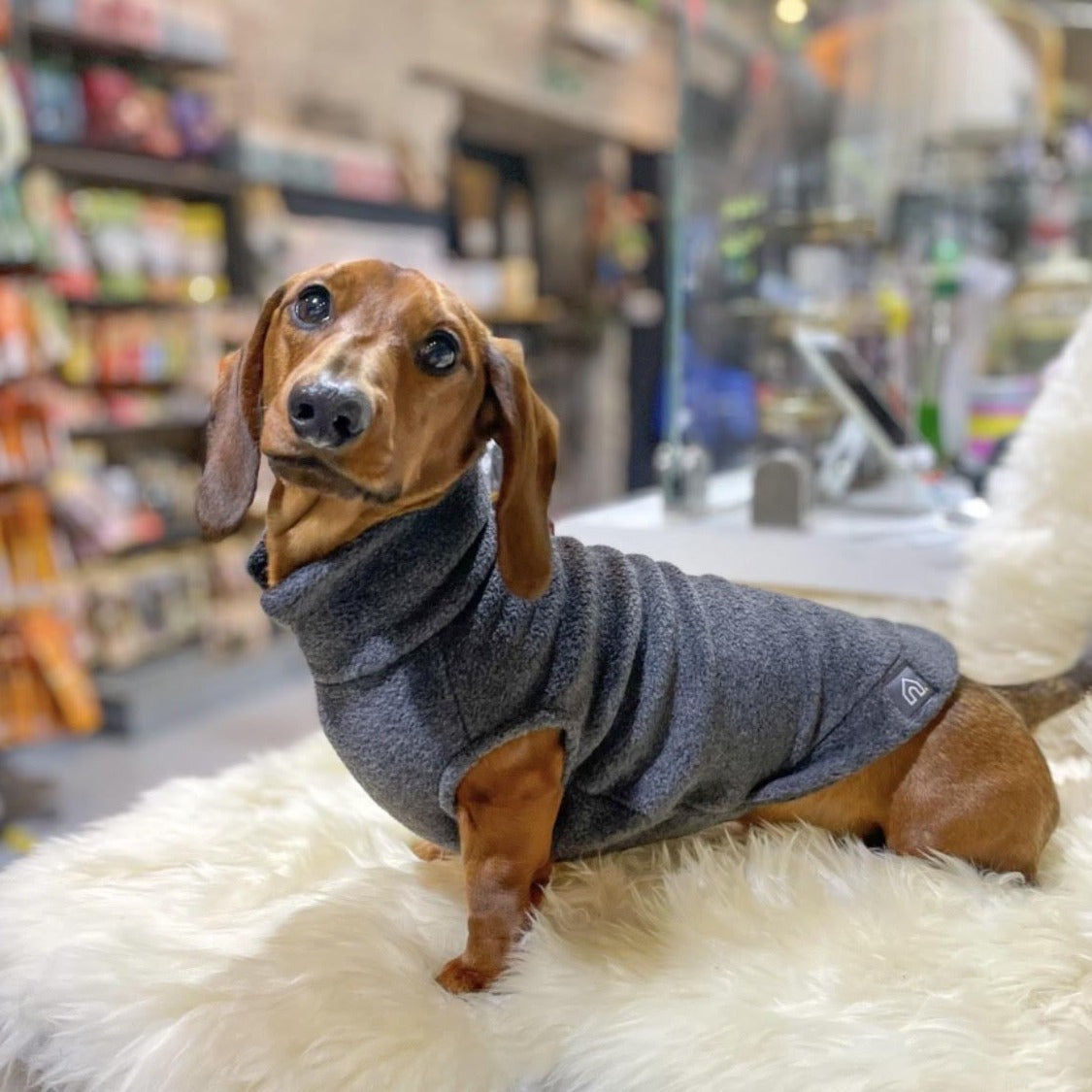 sausage dog apparel