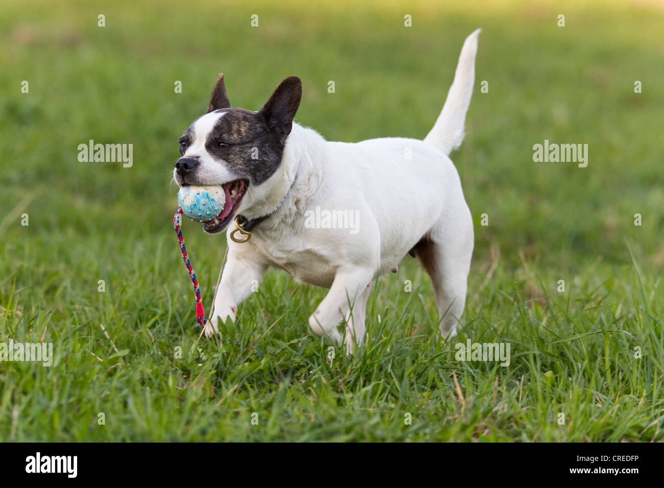 jack russell terrier and french bulldog mix