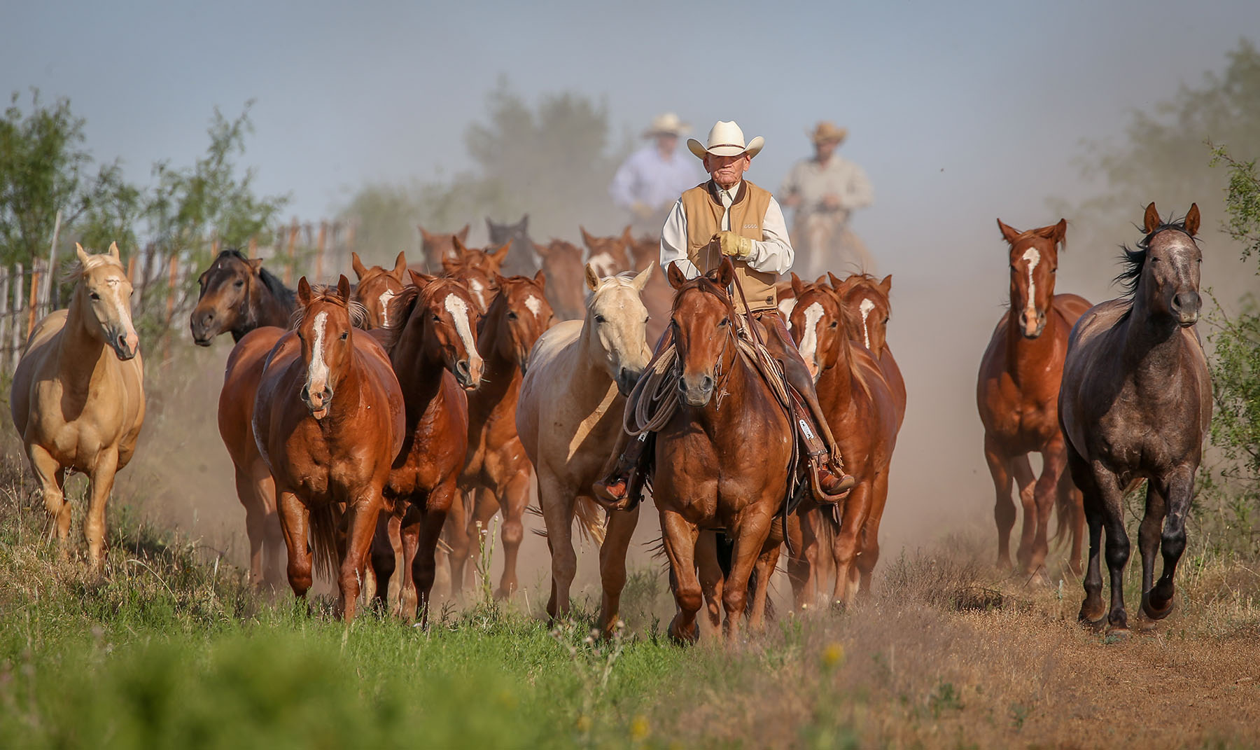 american quarter horse for sale