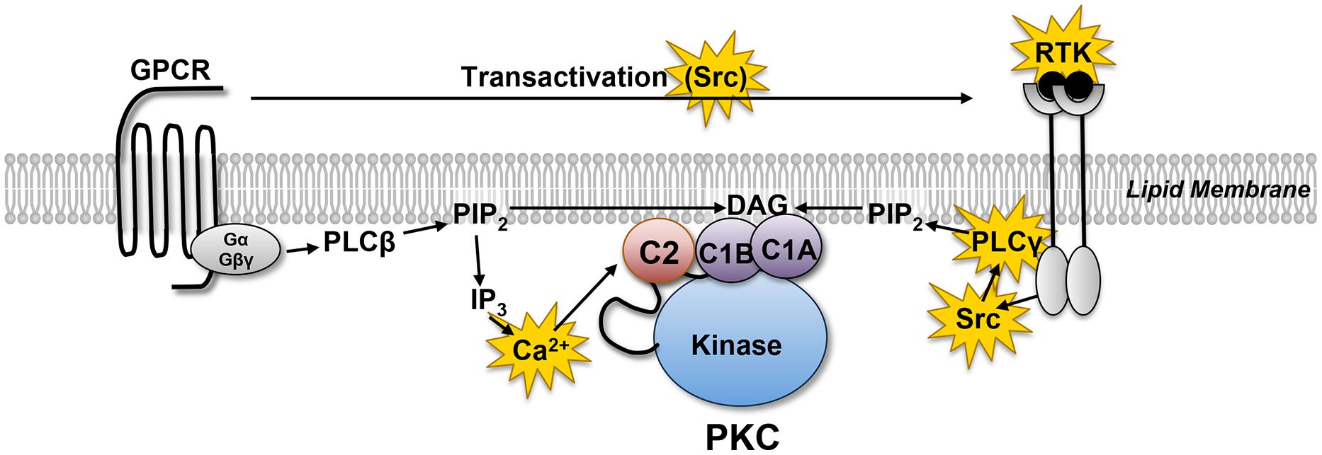 pkc kinase