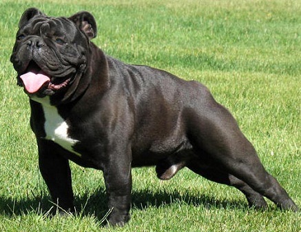 black old english bulldog