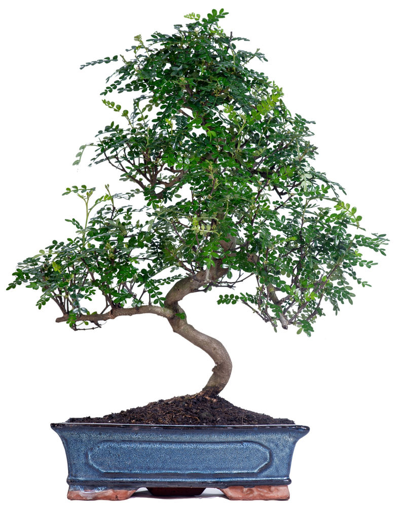 chinese pepper bonsai