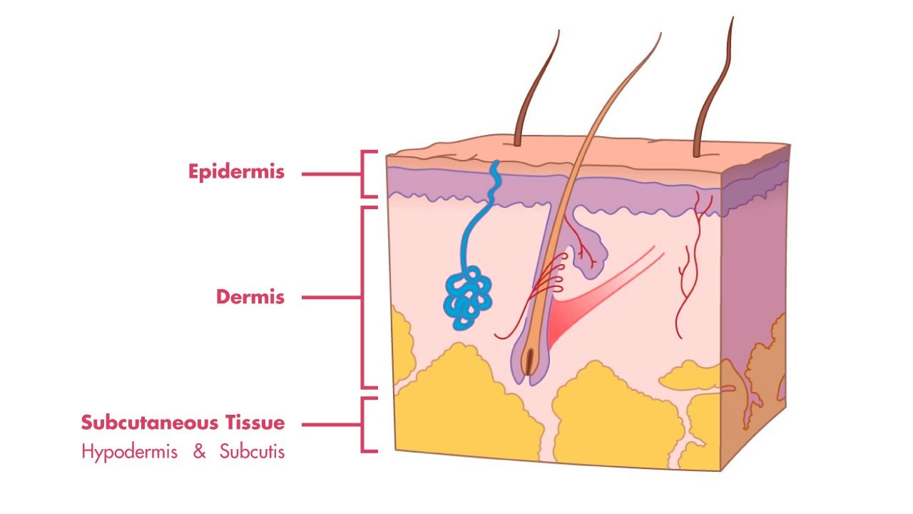 7 layers of skin mnemonic