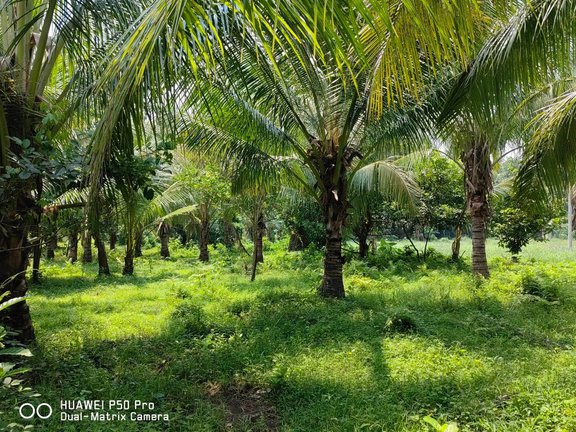 farm for sale san pablo laguna