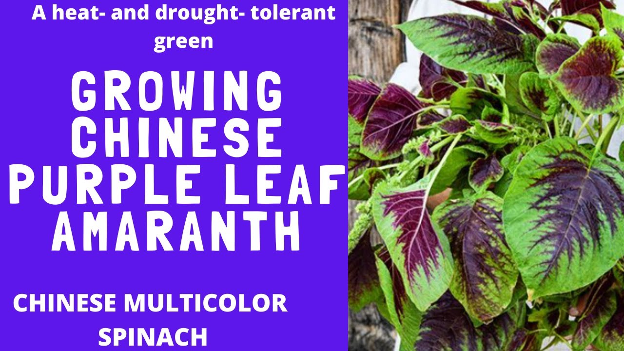 chinese multicolor spinach