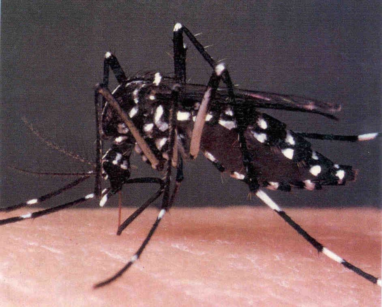 black mosquito