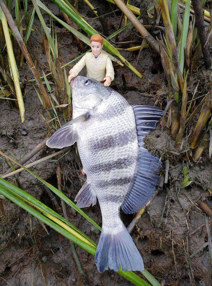 action figure and fish