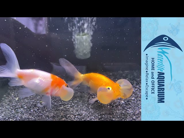 aquarium in hoppers crossing