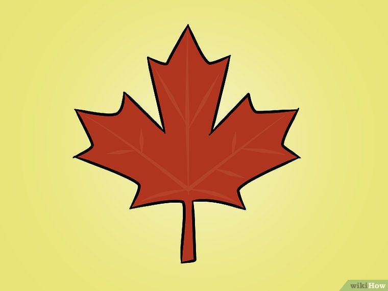 maple leaf drawing