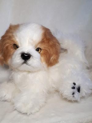 puppy realistic