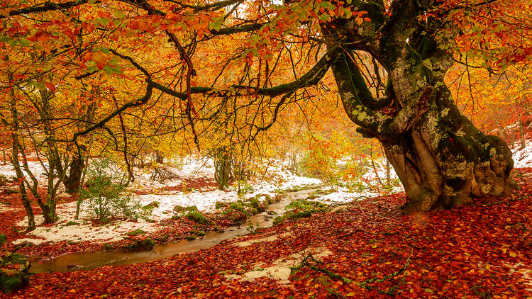 fotografias de paisajes de otoño