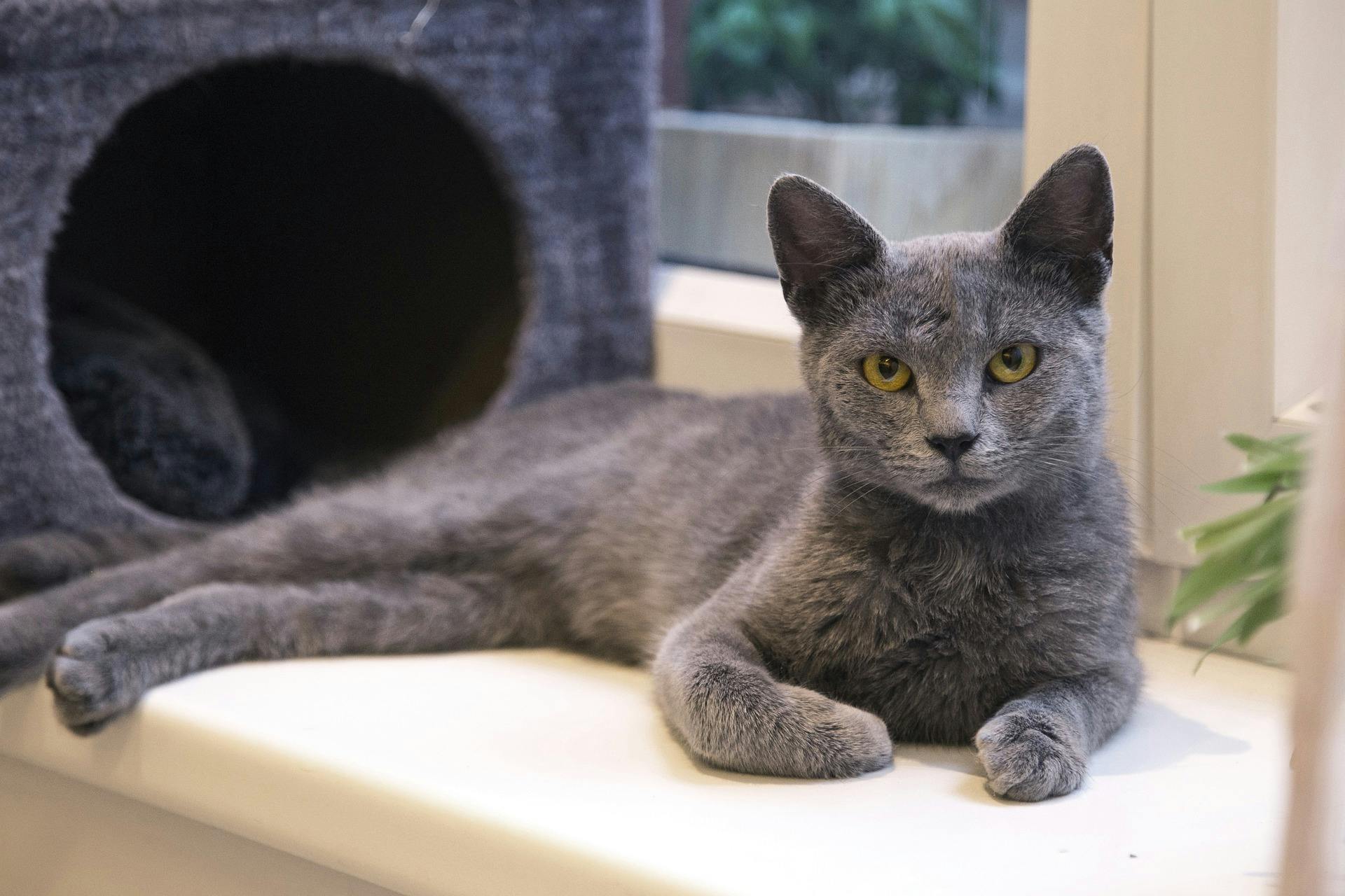 russian blue cat kitten