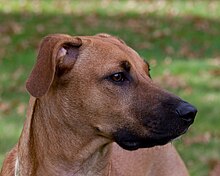 southern black mouth cur dog