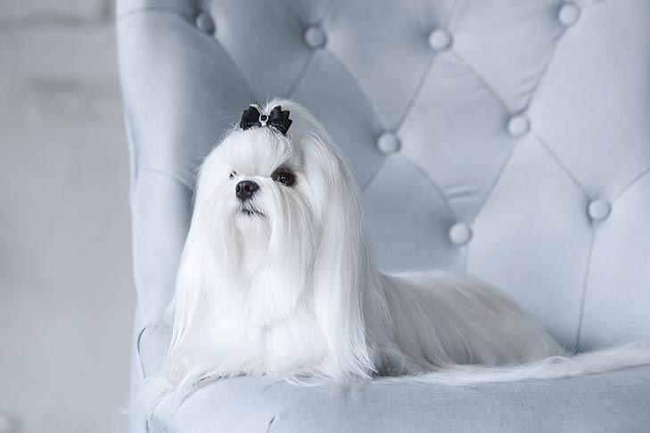 picture of a maltese