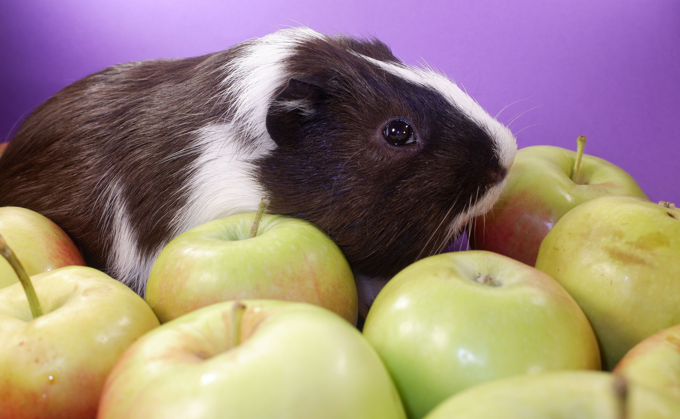 guinea pigs and apples